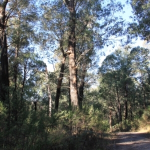 Laetiporus portentosus at Paddys River, ACT - 11 Aug 2024