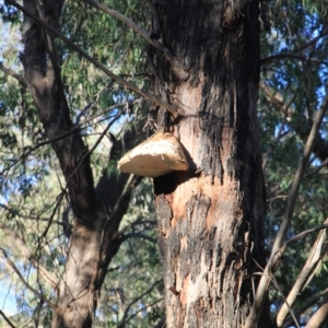 Laetiporus portentosus at Paddys River, ACT - 11 Aug 2024