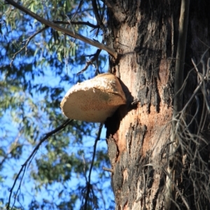 Laetiporus portentosus at Paddys River, ACT - 11 Aug 2024