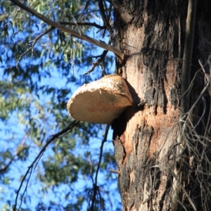 Laetiporus portentosus at Paddys River, ACT - 11 Aug 2024