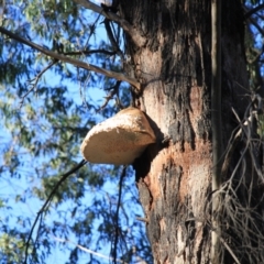 Laetiporus portentosus at Paddys River, ACT - 11 Aug 2024