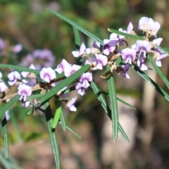 Hovea linearis (Narrow-leaved Hovea) at Ulladulla, NSW - 11 Aug 2024 by Clarel