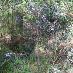 Hovea linearis at Ulladulla, NSW - 11 Aug 2024