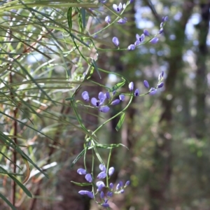 Comesperma volubile at Ulladulla, NSW - 11 Aug 2024