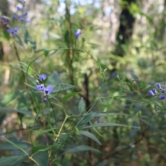 Comesperma volubile at Ulladulla, NSW - 11 Aug 2024