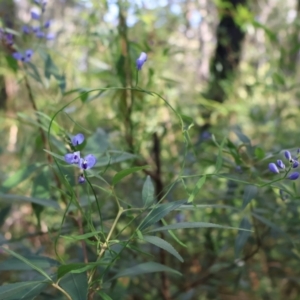 Comesperma volubile at Ulladulla, NSW - 11 Aug 2024