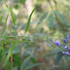 Comesperma volubile at Ulladulla, NSW - 11 Aug 2024