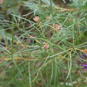 Grevillea patulifolia at Ulladulla, NSW - 11 Aug 2024 10:17 AM