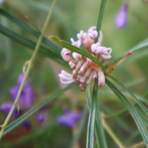 Grevillea patulifolia at Ulladulla, NSW - 11 Aug 2024 10:17 AM