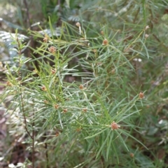 Grevillea patulifolia at Ulladulla, NSW - 11 Aug 2024 10:17 AM