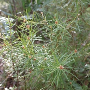 Grevillea patulifolia at Ulladulla, NSW - 11 Aug 2024 10:17 AM