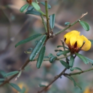 Pultenaea linophylla at Ulladulla, NSW - 11 Aug 2024 10:12 AM