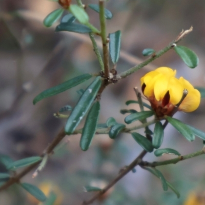 Pultenaea linophylla (Halo Bush-Pea) at Ulladulla, NSW - 11 Aug 2024 by Clarel