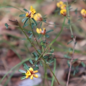 Pultenaea linophylla at Ulladulla, NSW - 11 Aug 2024 10:12 AM