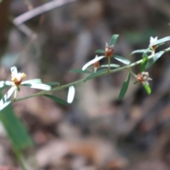 Pultenaea linophylla at Ulladulla, NSW - 11 Aug 2024 10:12 AM