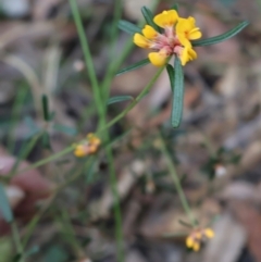 Pultenaea linophylla at Ulladulla, NSW - 11 Aug 2024 10:12 AM