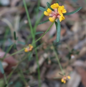 Pultenaea linophylla at Ulladulla, NSW - 11 Aug 2024 10:12 AM