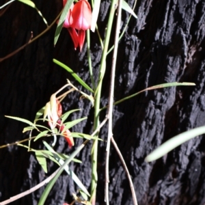 Kennedia rubicunda at Ulladulla, NSW - 11 Aug 2024