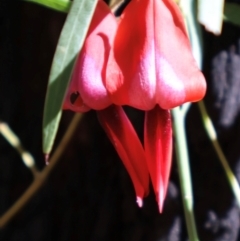 Kennedia rubicunda at Ulladulla, NSW - 11 Aug 2024