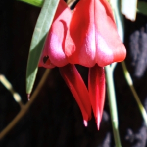 Kennedia rubicunda at Ulladulla, NSW - 11 Aug 2024