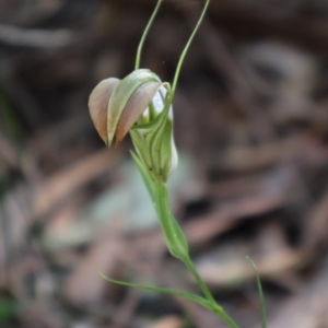 Pterostylis grandiflora at Ulladulla, NSW - 11 Aug 2024