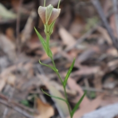 Pterostylis grandiflora at Ulladulla, NSW - 11 Aug 2024