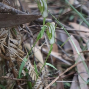 Pterostylis grandiflora at Ulladulla, NSW - 11 Aug 2024