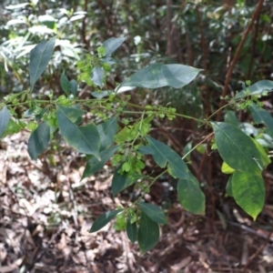 Dodonaea triquetra at Ulladulla, NSW - 11 Aug 2024