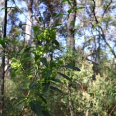 Dodonaea triquetra at Ulladulla, NSW - 11 Aug 2024