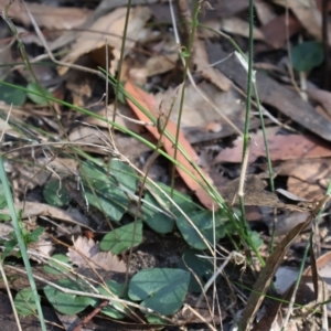 Acianthus fornicatus at Ulladulla, NSW - suppressed