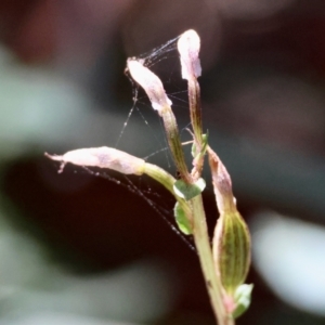 Acianthus fornicatus at Moruya, NSW - suppressed