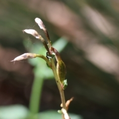 Acianthus fornicatus at Moruya, NSW - suppressed