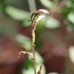 Acianthus fornicatus at Moruya, NSW - suppressed