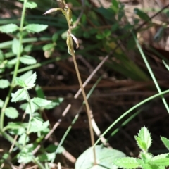 Acianthus fornicatus at Moruya, NSW - suppressed