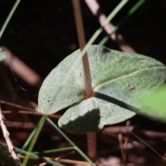 Acianthus fornicatus at Moruya, NSW - suppressed