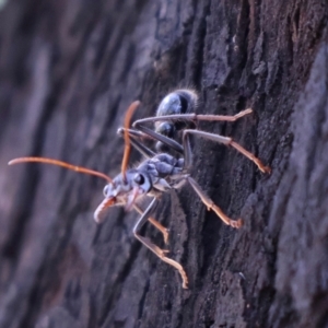 Myrmecia forficata at Ulladulla, NSW - 11 Aug 2024