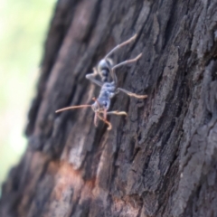 Myrmecia forficata at Ulladulla, NSW - 11 Aug 2024