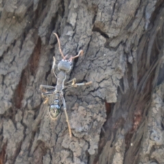 Myrmecia forficata at Ulladulla, NSW - 11 Aug 2024