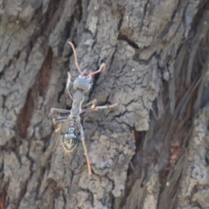 Myrmecia forficata at Ulladulla, NSW - 11 Aug 2024