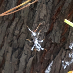 Myrmecia forficata at Ulladulla, NSW - 11 Aug 2024 10:23 AM