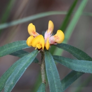 Pultenaea daphnoides at Moruya, NSW - suppressed