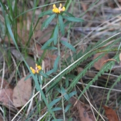 Pultenaea daphnoides at Moruya, NSW - suppressed