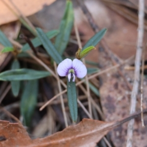 Hovea heterophylla at Moruya, NSW - suppressed