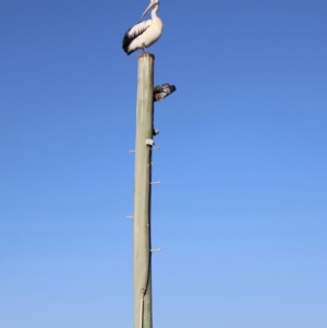 Pelecanus conspicillatus at Ulladulla, NSW - 11 Aug 2024