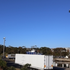 Pelecanus conspicillatus at Ulladulla, NSW - 11 Aug 2024 08:16 AM