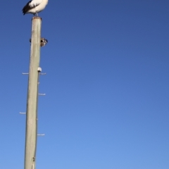 Pelecanus conspicillatus at Ulladulla, NSW - 11 Aug 2024