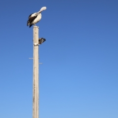 Pelecanus conspicillatus at Ulladulla, NSW - 11 Aug 2024 08:16 AM