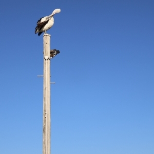 Pelecanus conspicillatus at Ulladulla, NSW - 11 Aug 2024