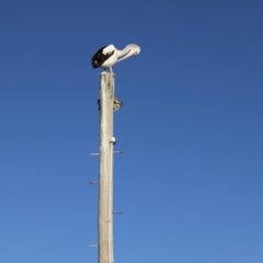 Pelecanus conspicillatus at Ulladulla, NSW - 11 Aug 2024 08:16 AM