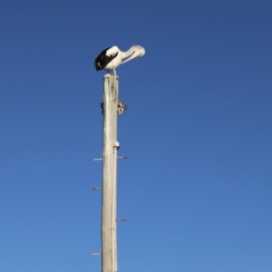 Pelecanus conspicillatus at Ulladulla, NSW - 11 Aug 2024 08:16 AM